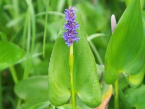 De oeverplant Snoekkruid in mand 