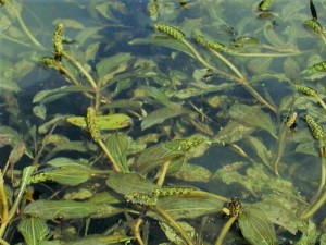  De zuurstofplant Glanzend fonteinkruid in bossen online kopen.