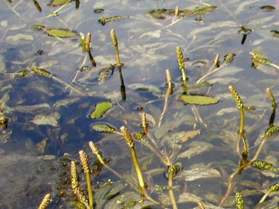  De zuurstofplant Glanzend fonteinkruid in bossen online kopen.