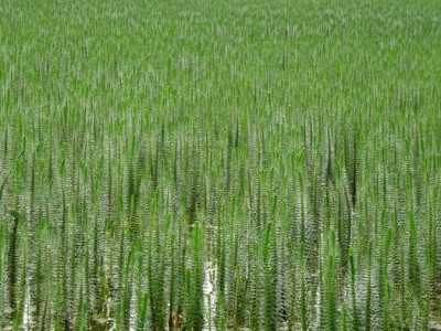 De zuurstofplant en oeverplant Lidsteng in  bossen