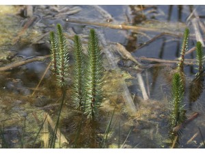 De zuurstofplant en oeverplant Lidsteng in  bossen