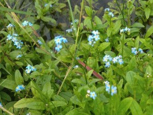 De oeverplant Moerasvergeet-me-nietje in mand.