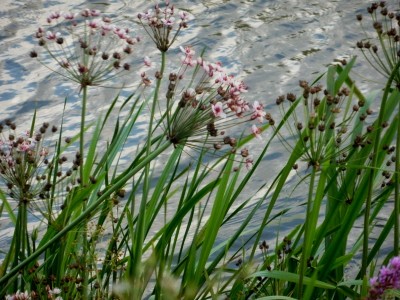 De oeverplant Zwanenbloem in mand kopen