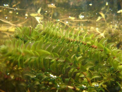 De zuurstofplant Brede waterpest in mand kopen