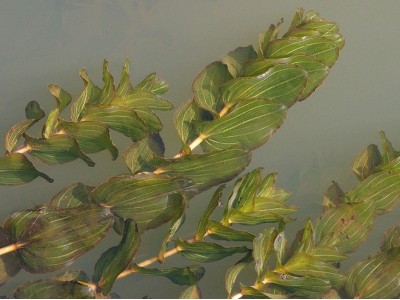 De zuurstofplant Doorgroeid fonteinkruid in bossen