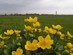 De oeverplant Dotterbloem in mand 