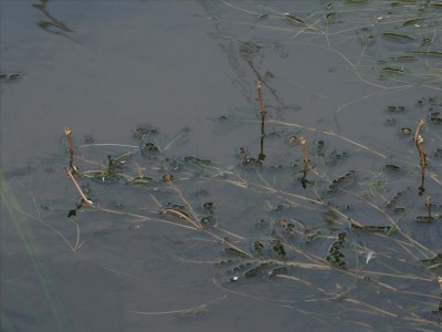 De zuurstofplant Gekroesd fonteinkruid in mand 