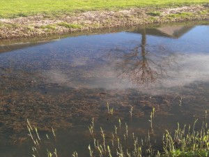 De zuurstofplant Gekroesd fonteinkruid in mand 