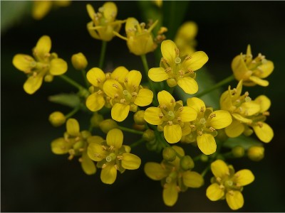 De oeverplant Gele waterkers  in mand 