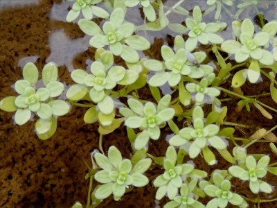 De zuurstofplant Sterrenkroos in mand