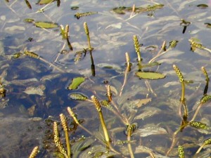 De Zuurstofplant Glanzend fonteinkruid  of Potamogeton lucens de best verkochte zuurstofplant in mand online kopen .