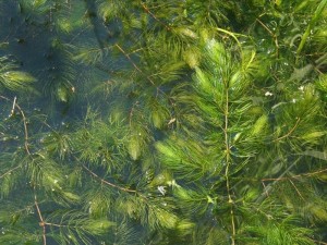 Zuurstofplanten pakket kopen 