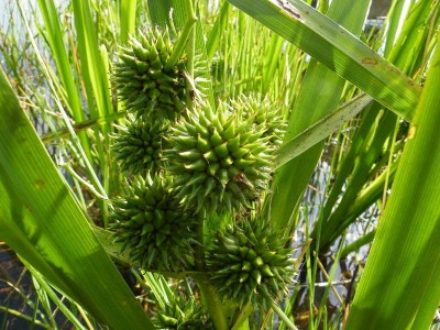 De oeverplant Grote egelskop wortelstok