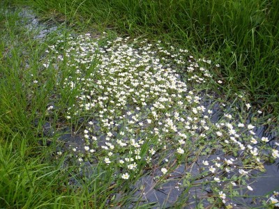 De zuurstofplant Grote waterranonkel in mand