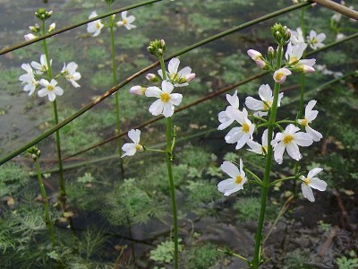 De zuurstofplant en oeverplant Waterviolier in bossen