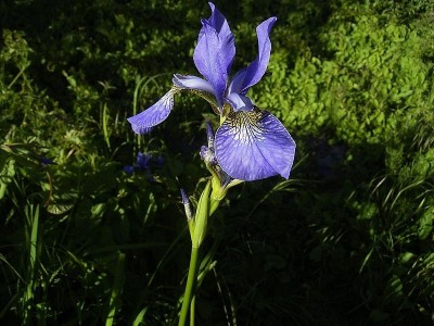 De oeverplant Blauwe lis in mand 