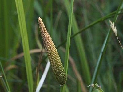 De oeverplant Kalmoes in mand 