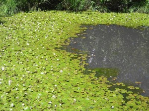 Drijfplantenpakket in bosjes online kopen 