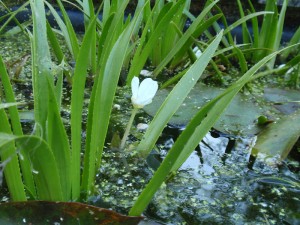 Drijfplantenpakket in bosjes online kopen 