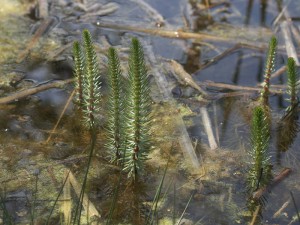 Zuurstofplanten pakket kopen 