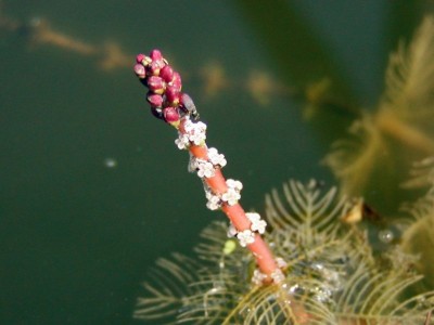 De zuurstofplant Aarvederkruid in bossen.