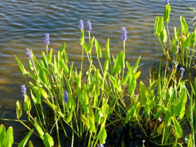 De oeverplant Snoekkruid in mand 