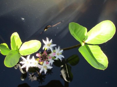 De oeverplant Waterdrieblad in mand