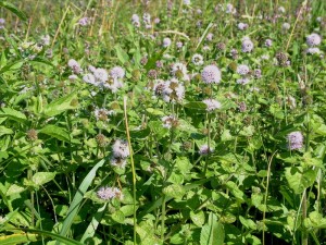 Oeverplanten Pakket Middel