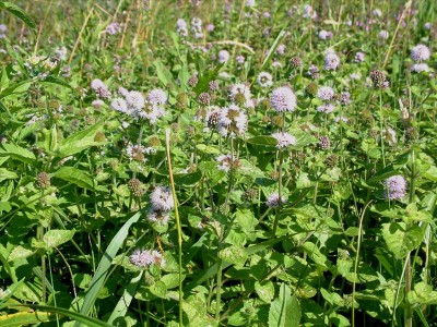 De oeverplant Watermunt in bossen 