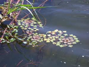 Drijfplantenpakket in bosjes online kopen 