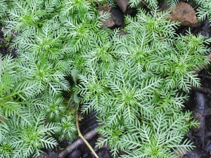 De zuurstofplant en oeverplant Waterviolier in bossen