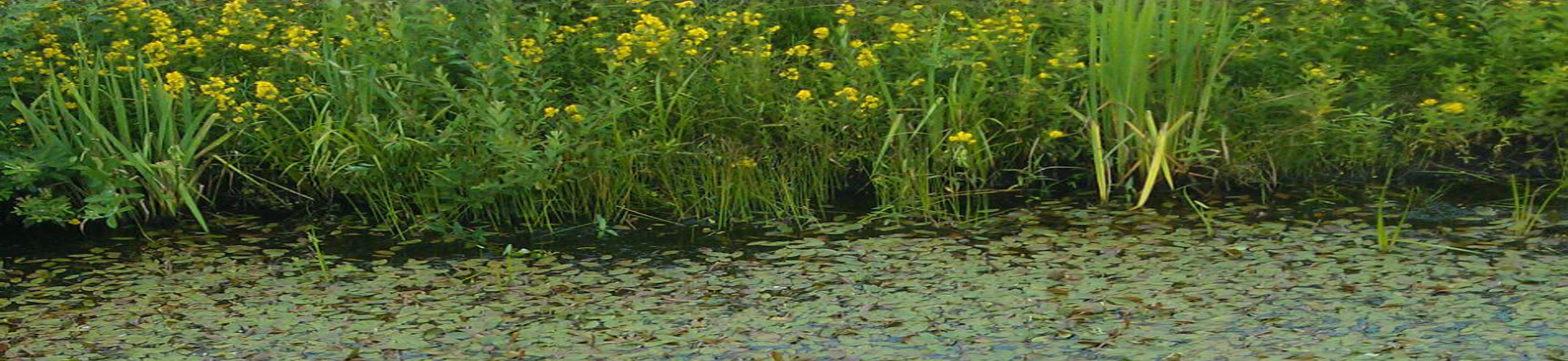 Hagedorn Waterplanten